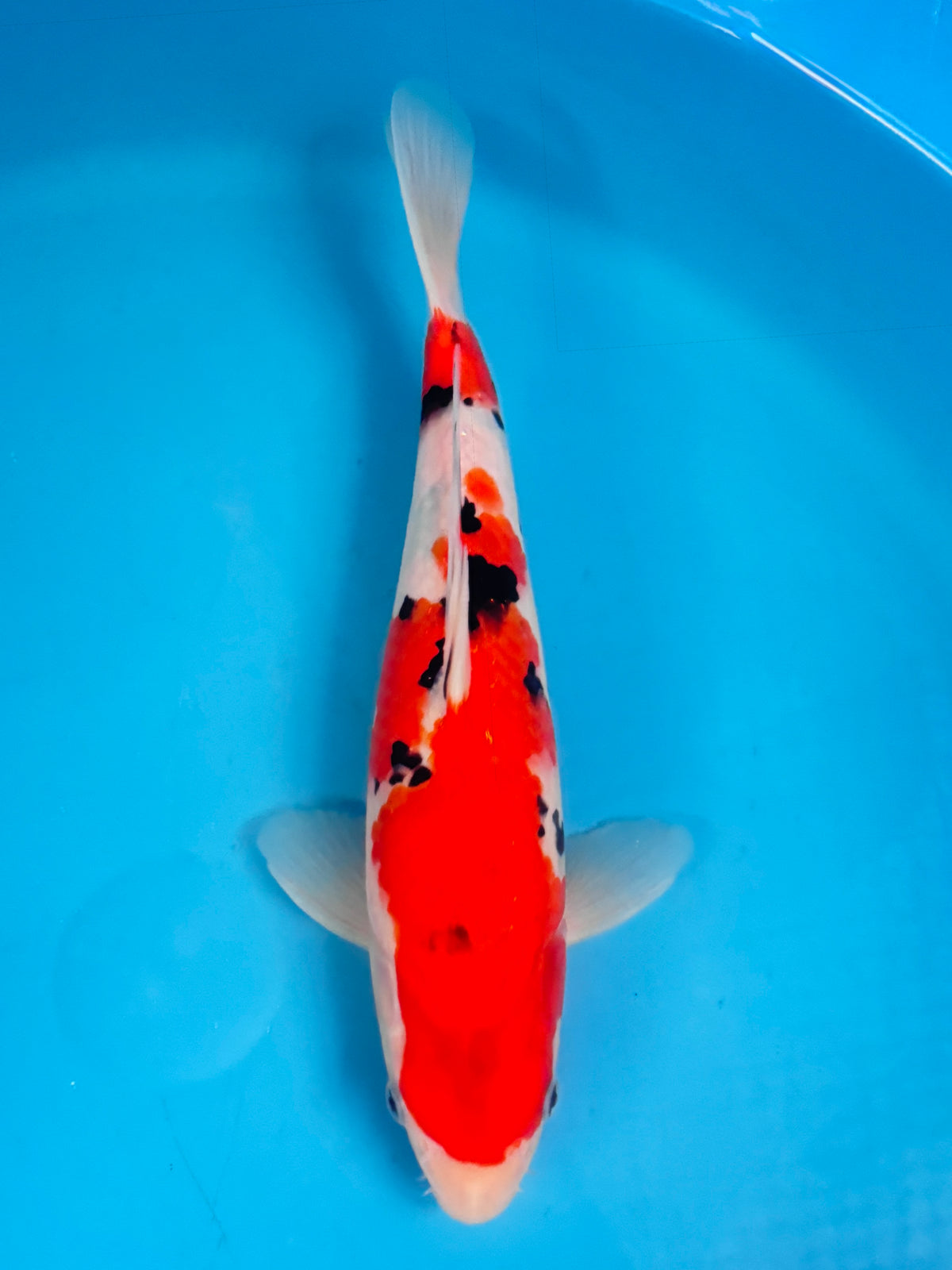 Sanke — Sakai — Tosai — 37cm