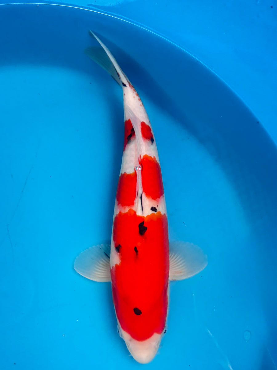 Sanke — Sakai — Tosai — 34cm — No. 2
