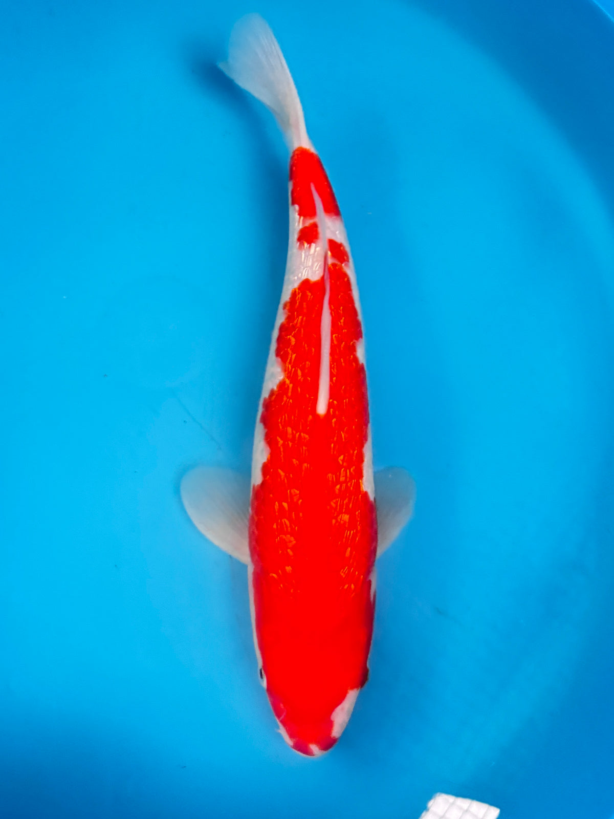Ginrin Kohaku — Matsue — Nisai — 38cm