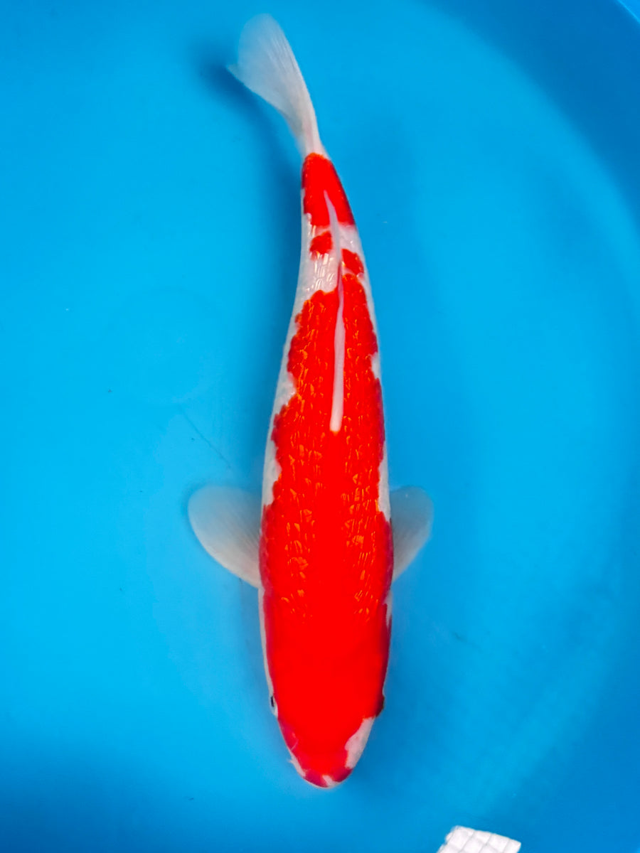 Ginrin Kohaku — Matsue — Nisai — 38cm