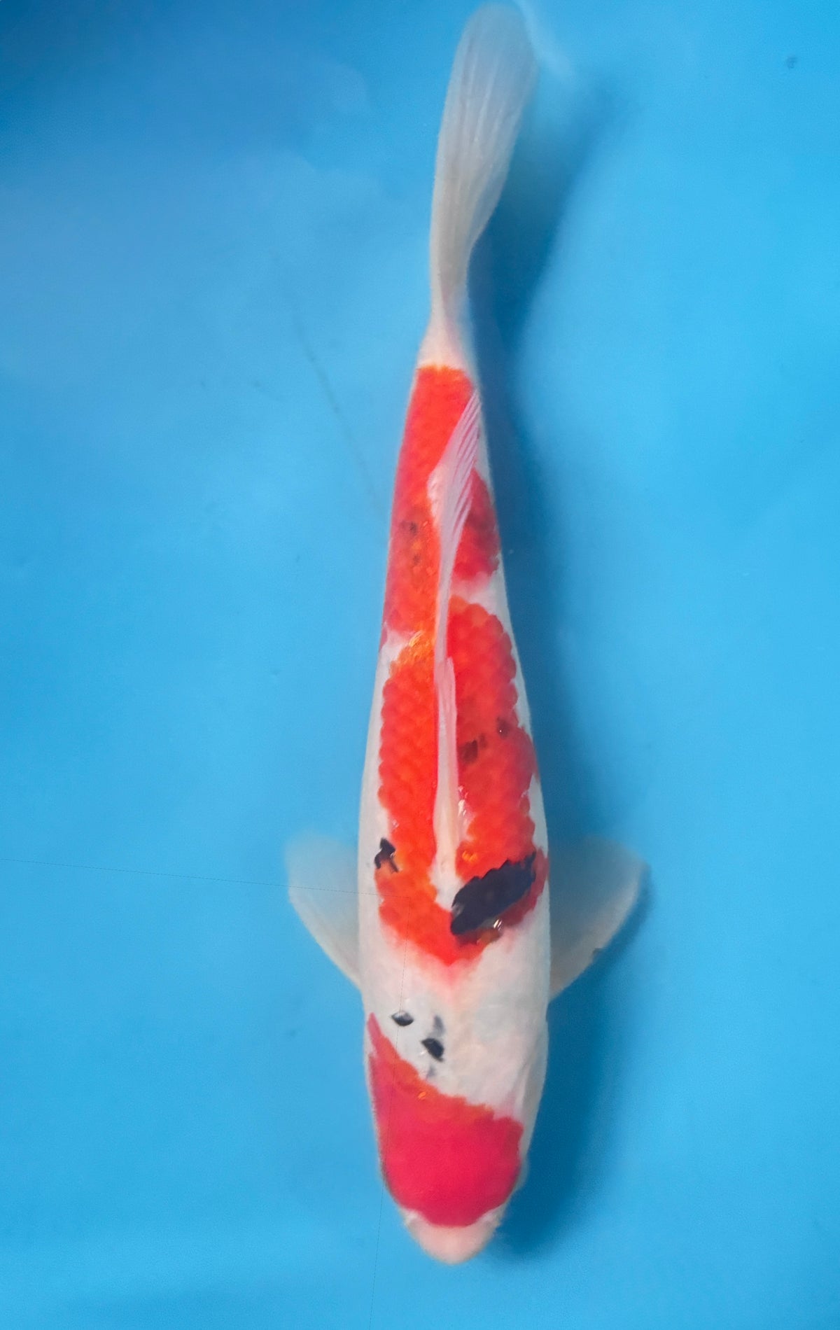 Sanke — Sakai — Tosai — 34cm | Koi Direct