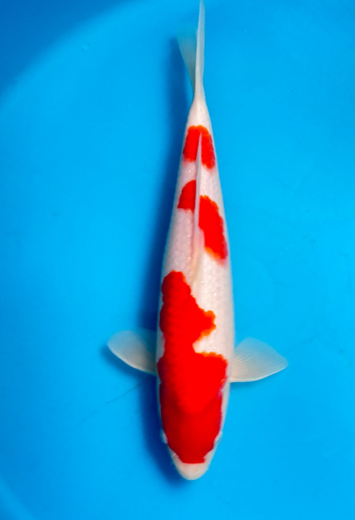 Kohaku — Matsue — Young Nisai — 36cm
