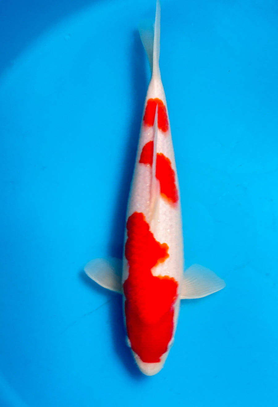 Kohaku — Matsue — Young Nisai — 36cm