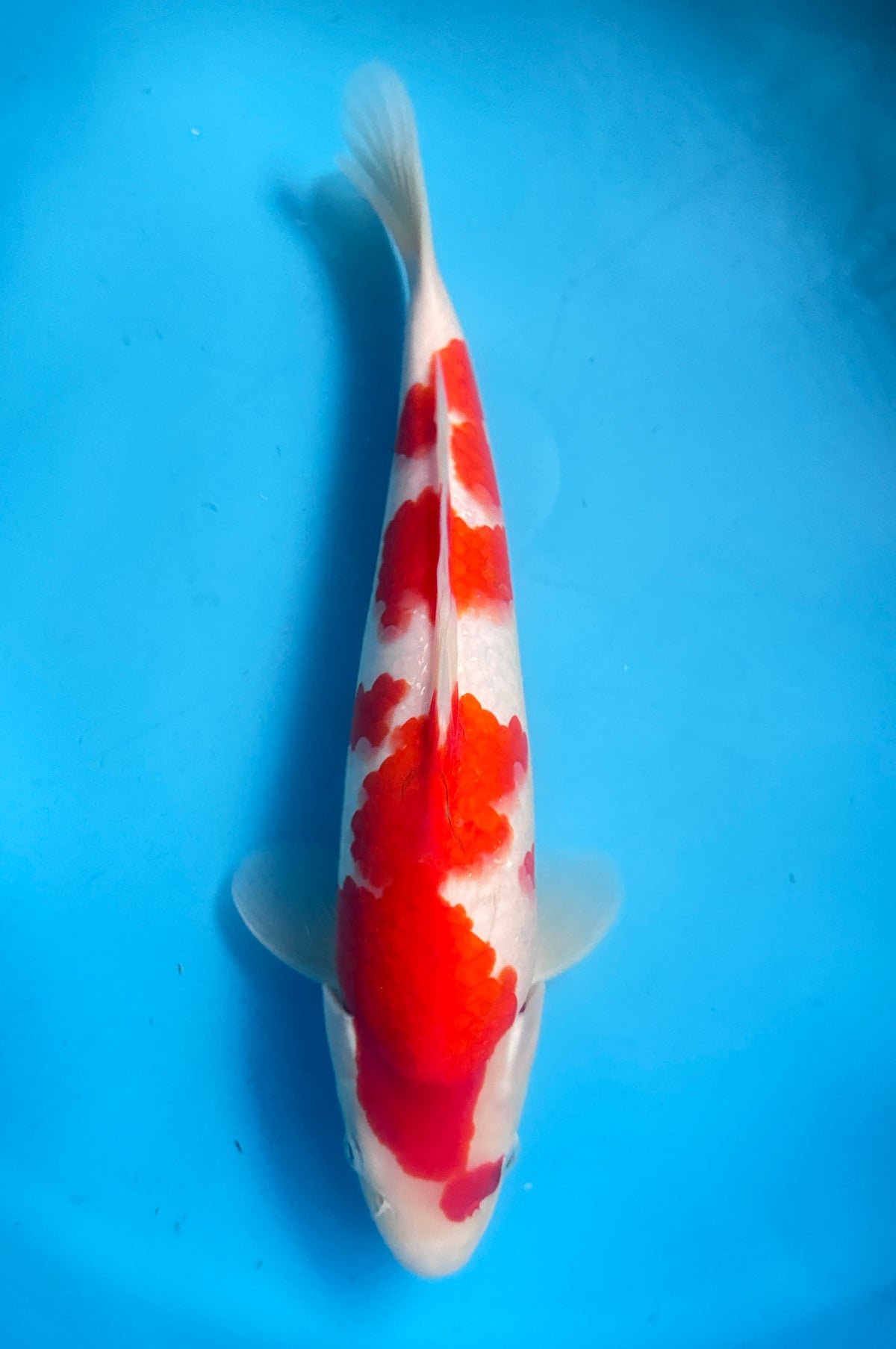 Kohaku — Matsue — Nisai — 37cm — No. 2