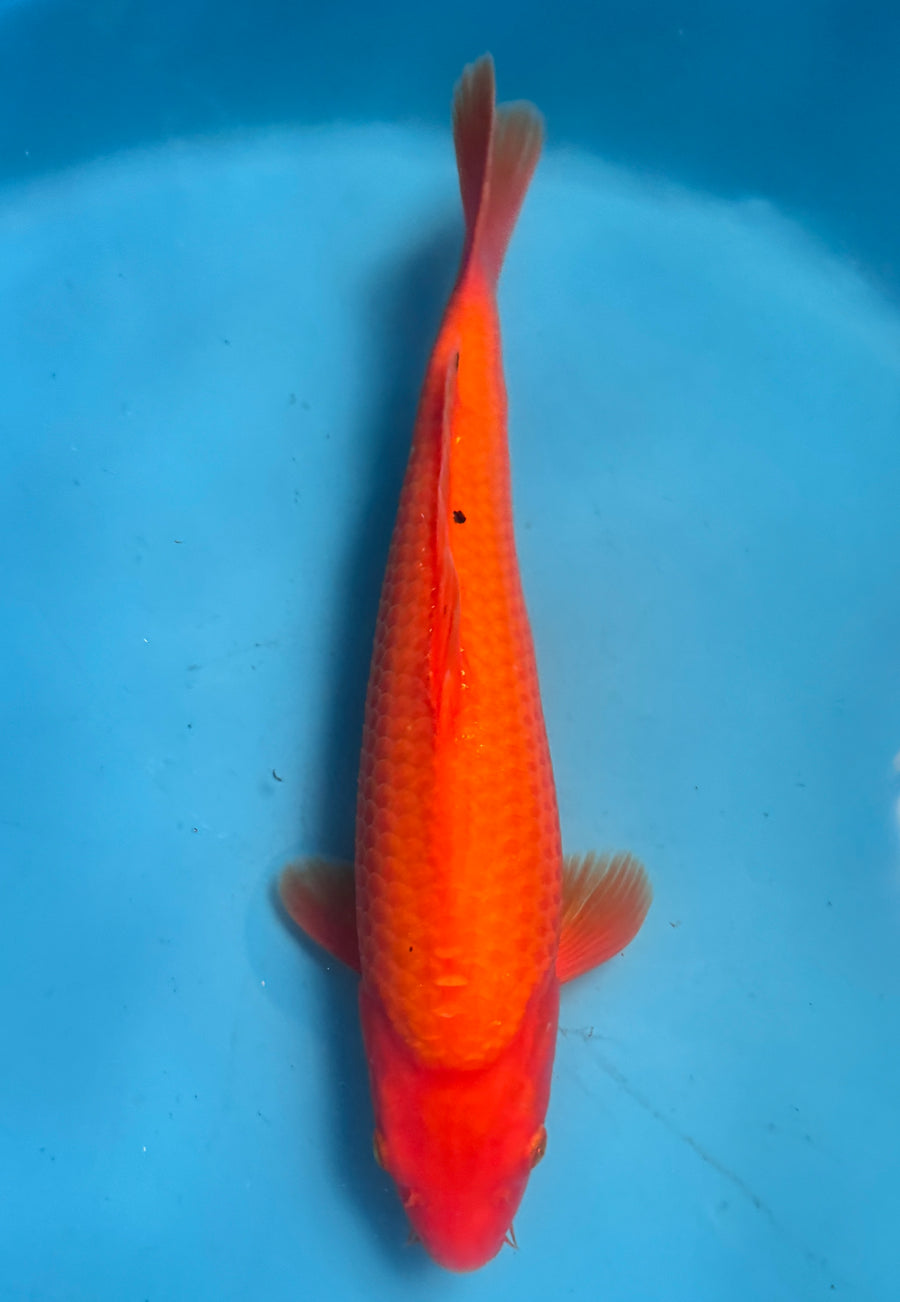 Benigoi — Ogata — Tosai — 28 cm