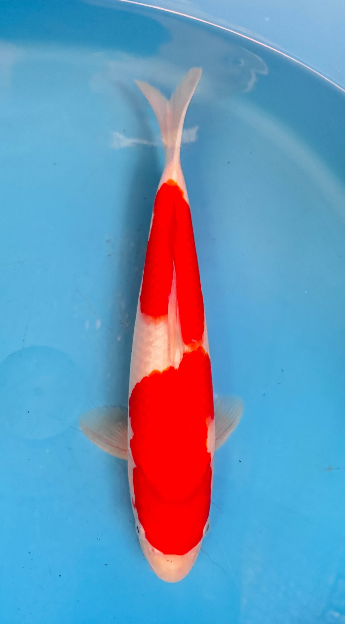Kohaku — Matsue — Nisai — 37cm