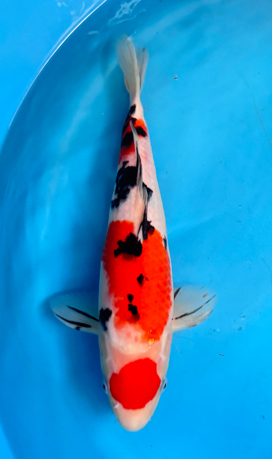 Maruten Sanke — Sakai — Tosai — 34cm