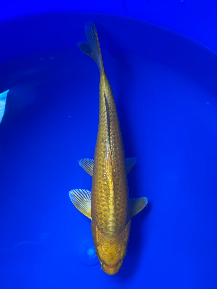 Yamabuki Ogon — Hirashin — Tosai — 31cm