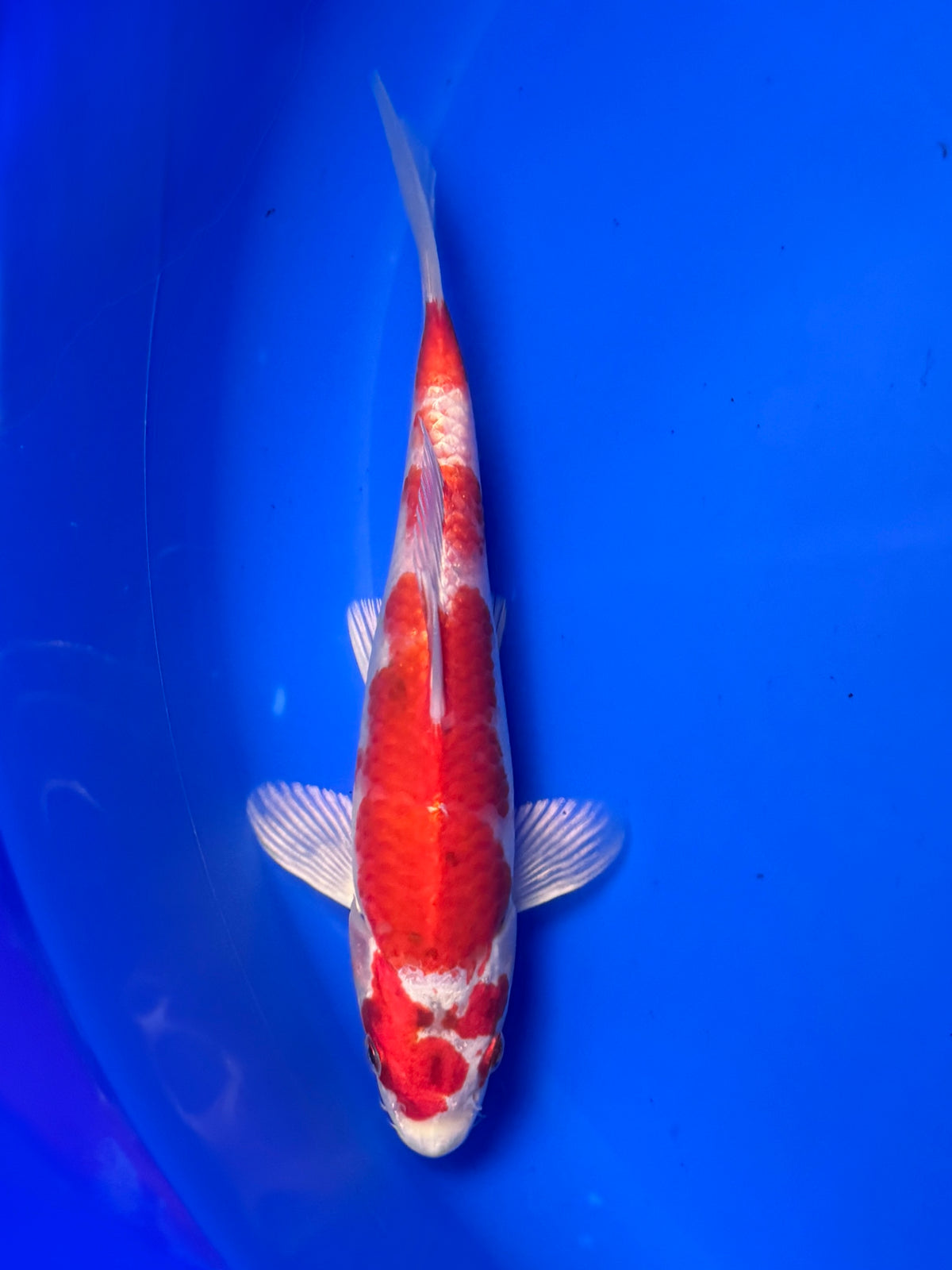Sakura Ogon - Oyama - Tosai - 25cm