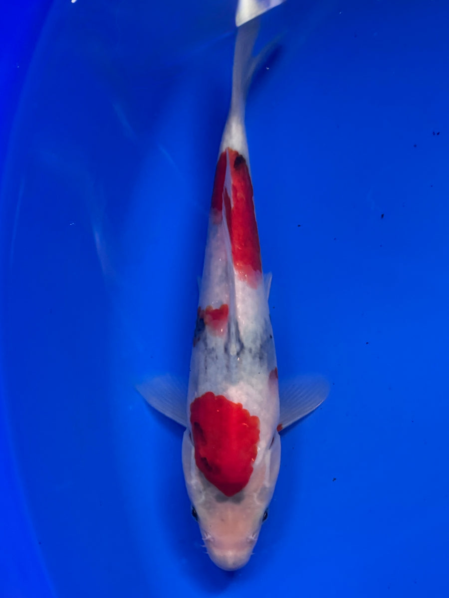 Showa - Omosako - Tosai - 25cm