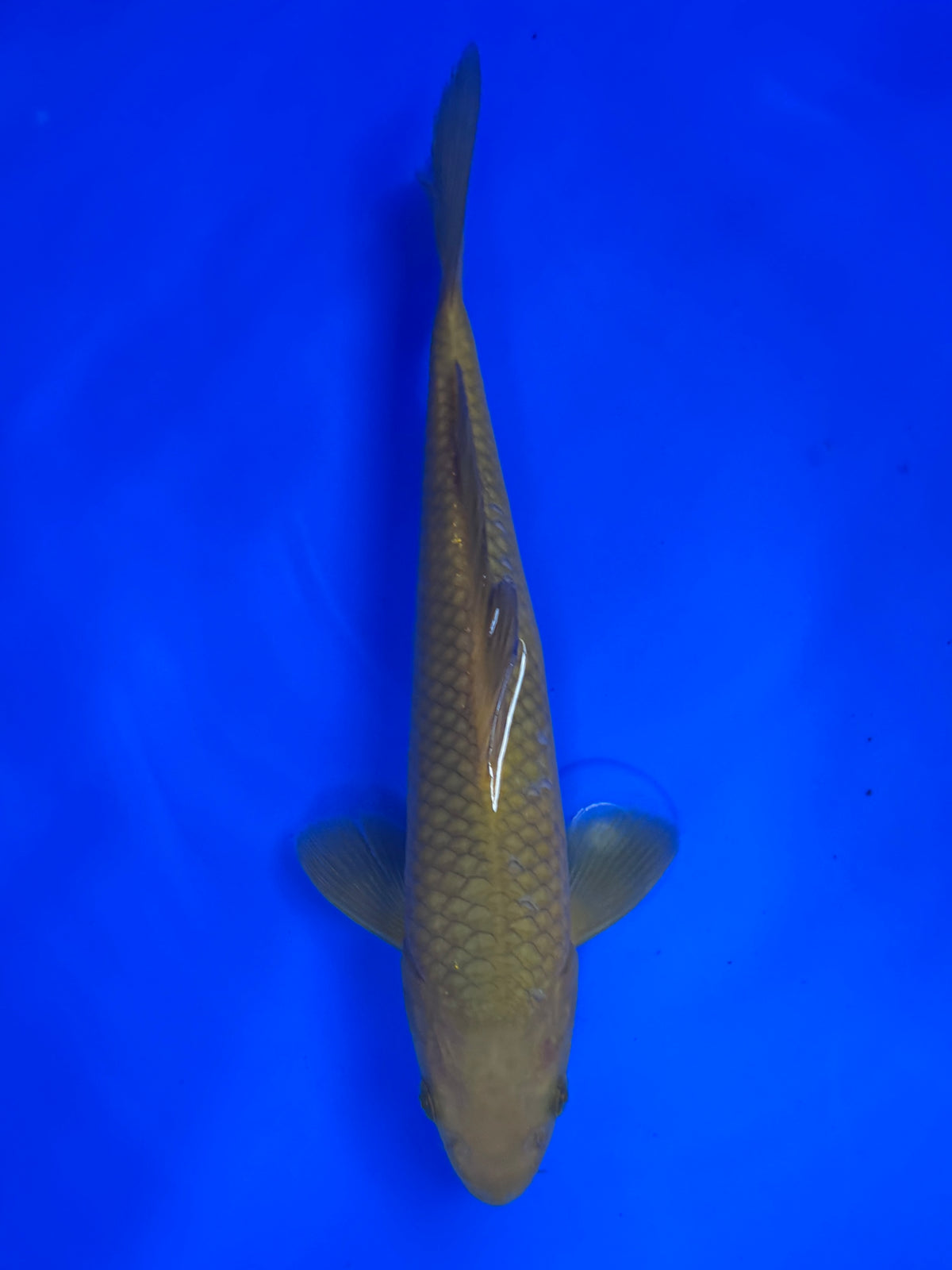 Chagoi - Marusai - Tosai - 26cm