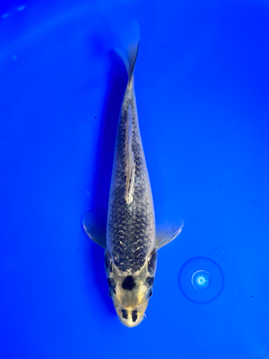 Kawari - Ogata - Tosai - 23cm