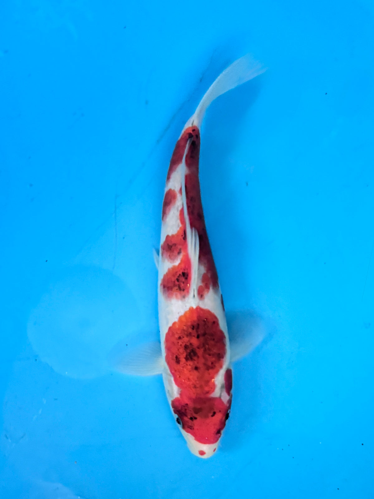 Goromo — Matsue — Tosai — 24 cm