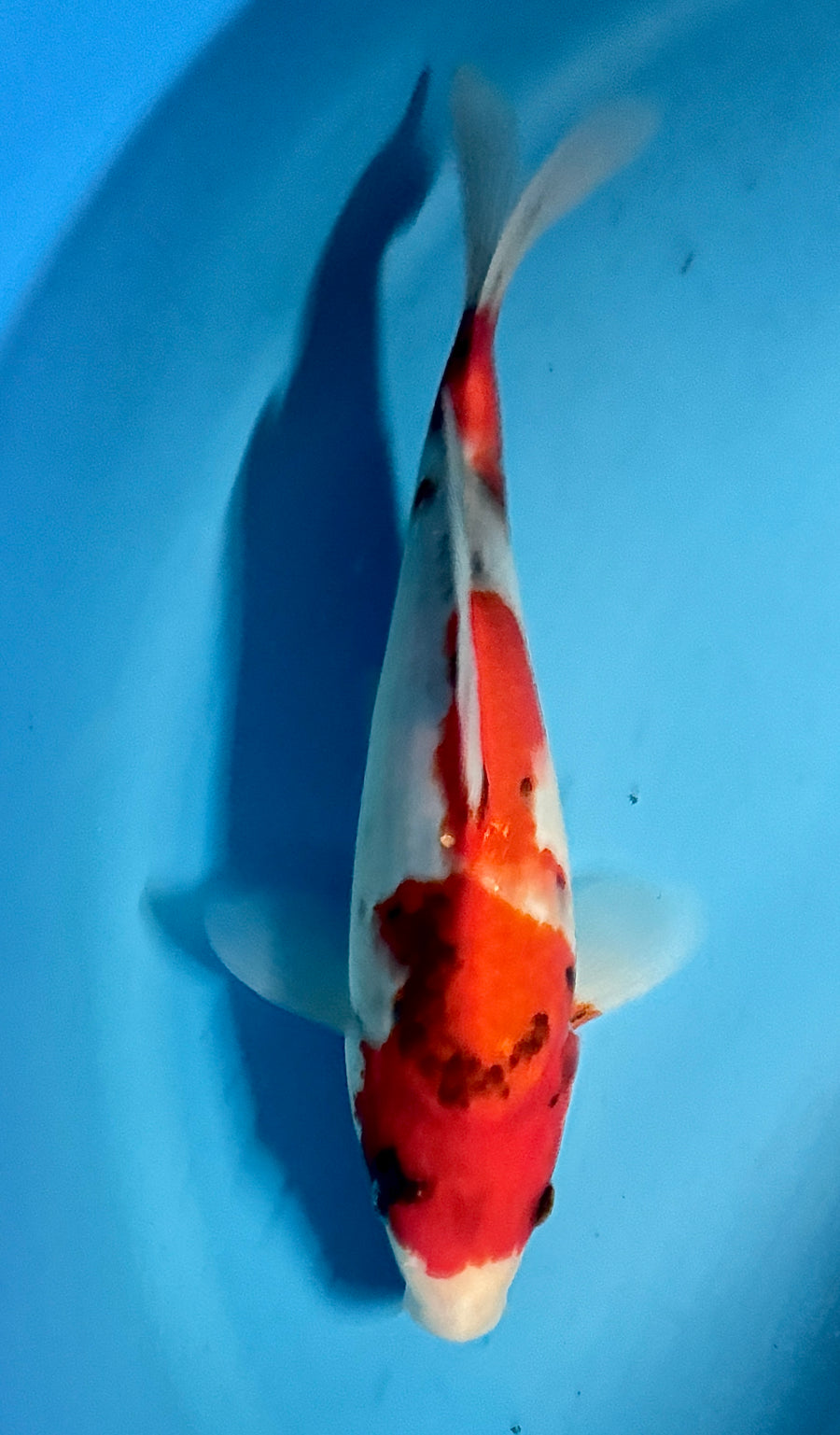 Showa — Omosako — Tosai — 28 cm
