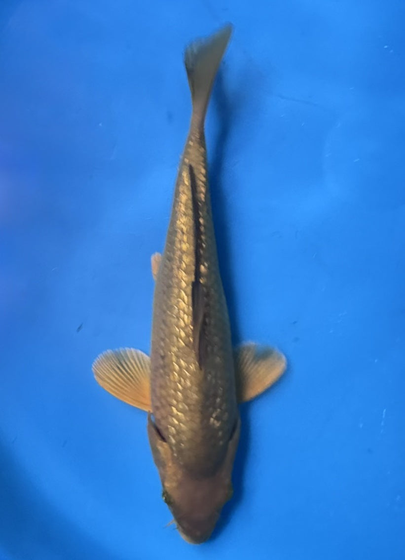 Ginrin Chagoi — Marusei — Tosai — 25 cm