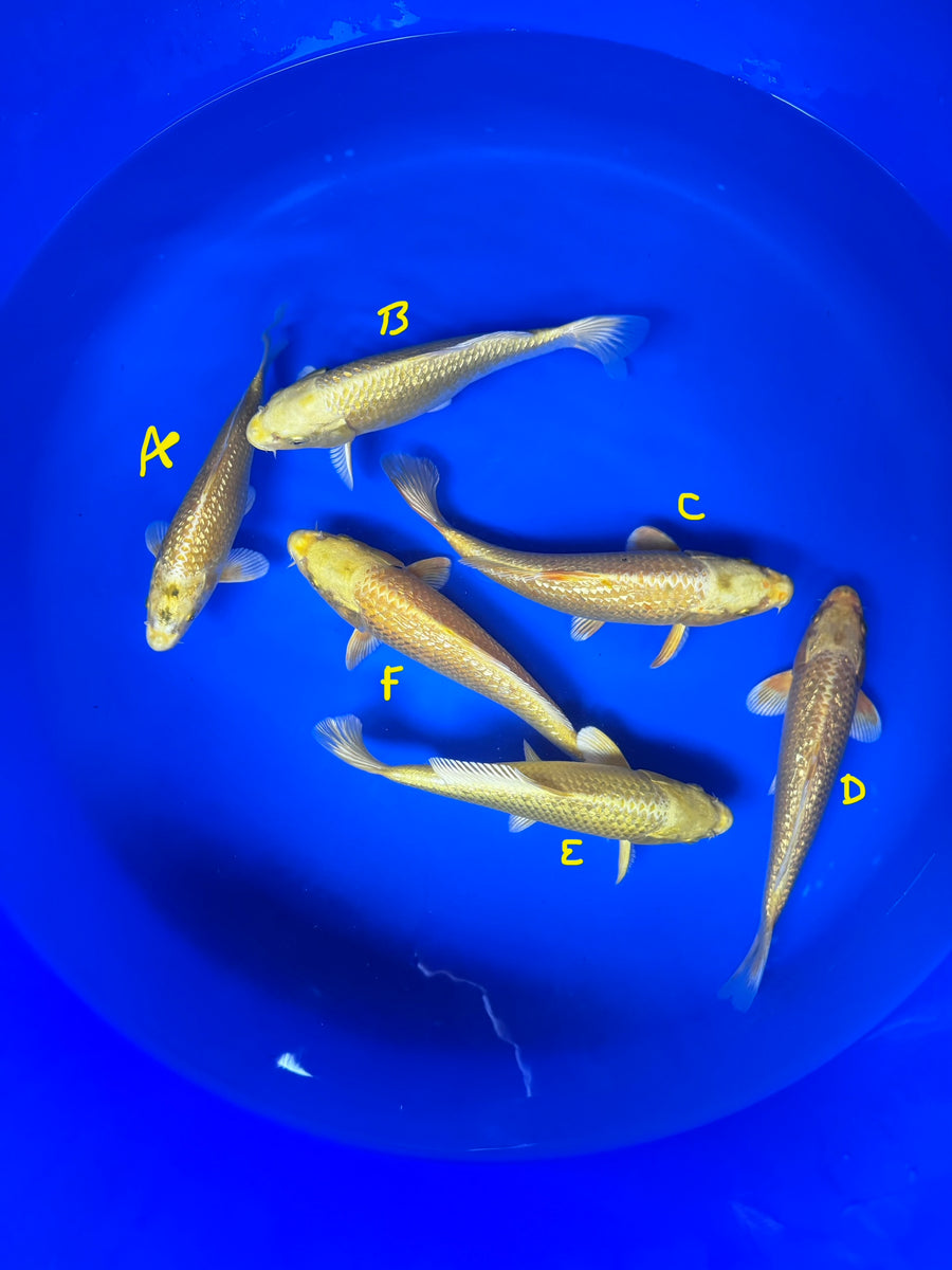 Ginrin Yamabuki Ogon — Okawa — Tosai — 24–28cm — Half-price offer