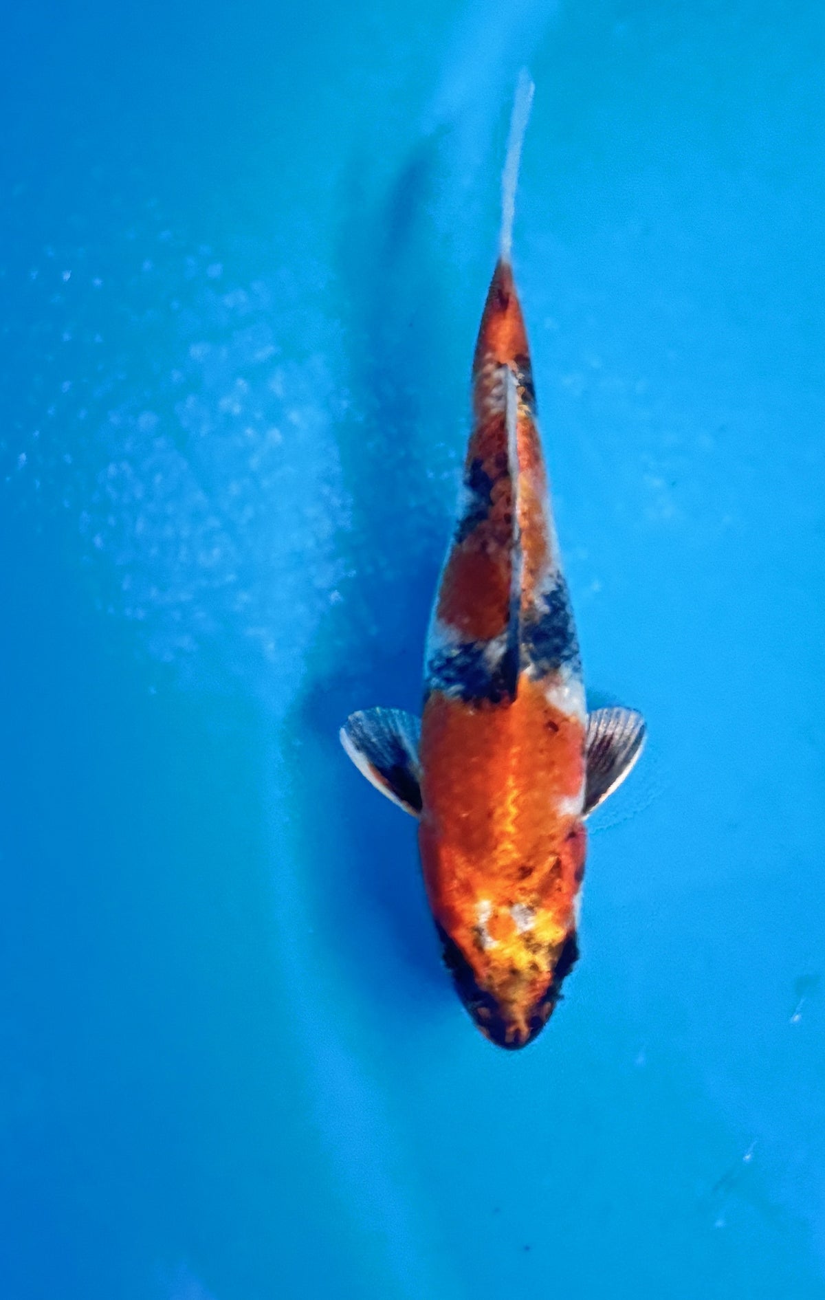 Kin Showa — Takatsu — Tosai — 19 cm
