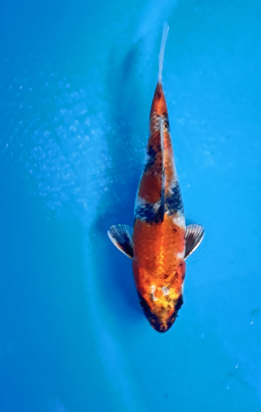 Kin Showa — Takatsu — Tosai — 19 cm
